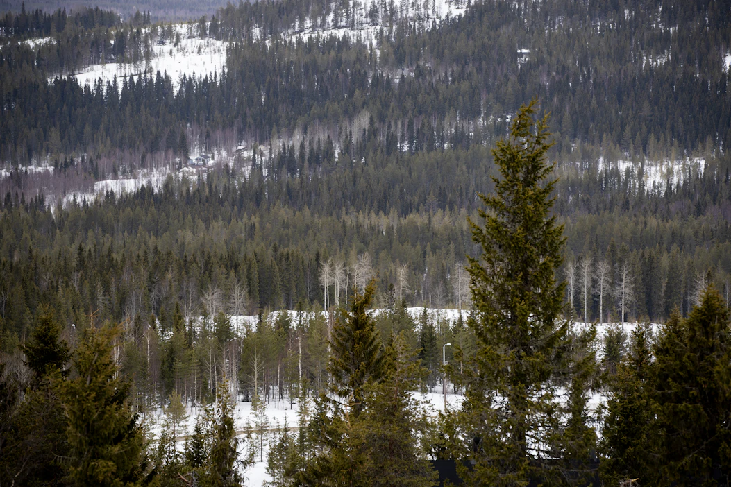 Huomiota herättäneet kiinteistökaupat aiheuttivat Ruotsissa suurimman metsäpinta-alan omistajien listaan muutoksia.