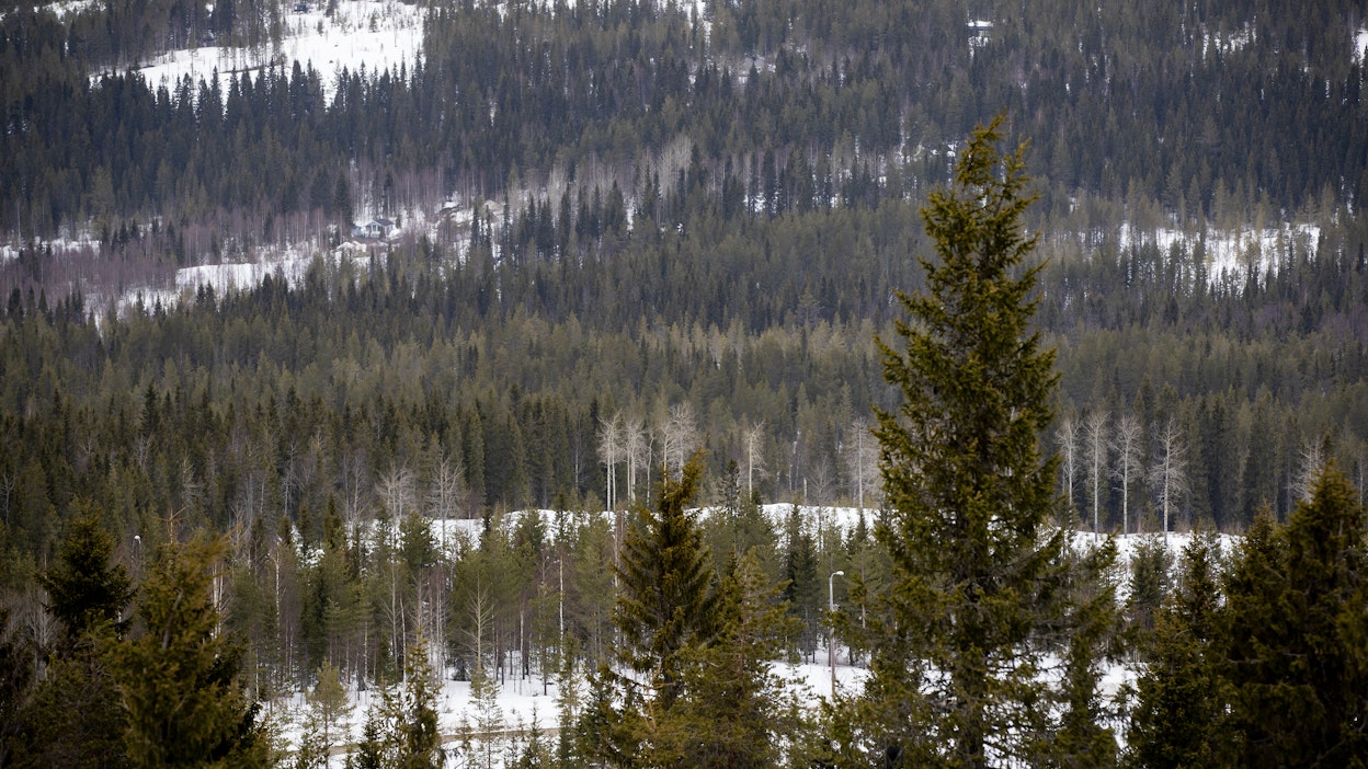 Huomiota herättäneet kiinteistökaupat aiheuttivat Ruotsissa suurimman metsäpinta-alan omistajien listaan muutoksia.