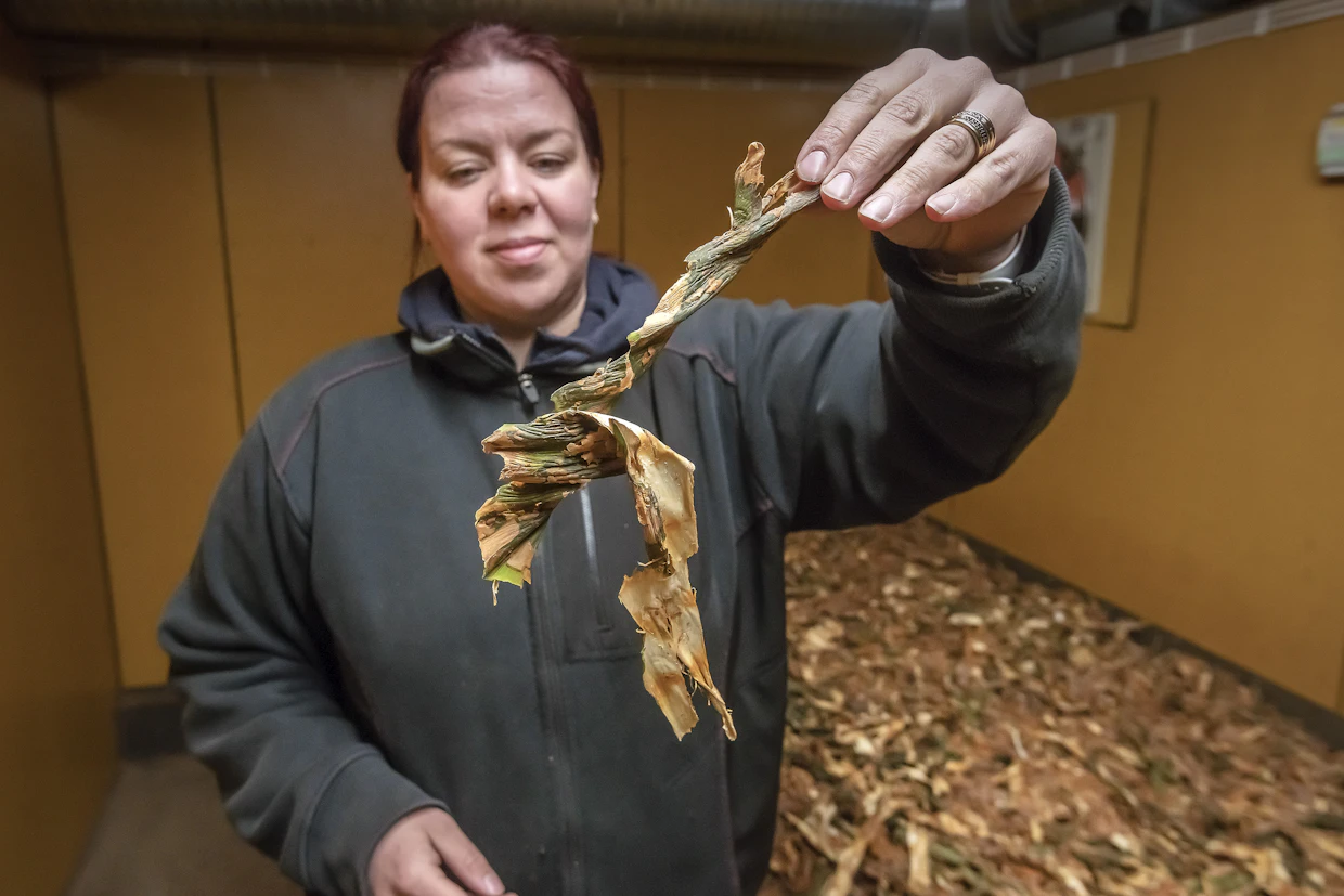 Sanna Herttua-Laiho esittelee tuotannossa käytettävää männyn kuorta. Kuva on vuodelta 2019.