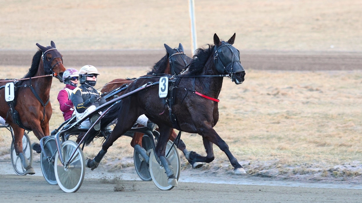 Dominant Stride saa perjantaina kovan haasteen Marley Wanialta. Jos otteet miellyttävät, hevonen saatetaan nähdä Tammaderbyssä.