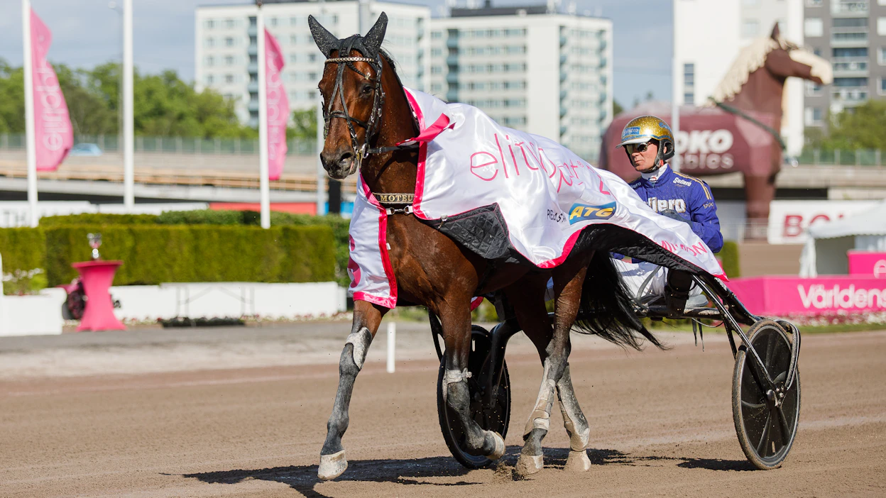 San Moteur ja Björn Goop ovat tämän Pariisin talvimeetingin avainhahmoja. Kuva on kevään Elitloppetin karsintavoiton jälkitunnelmista.