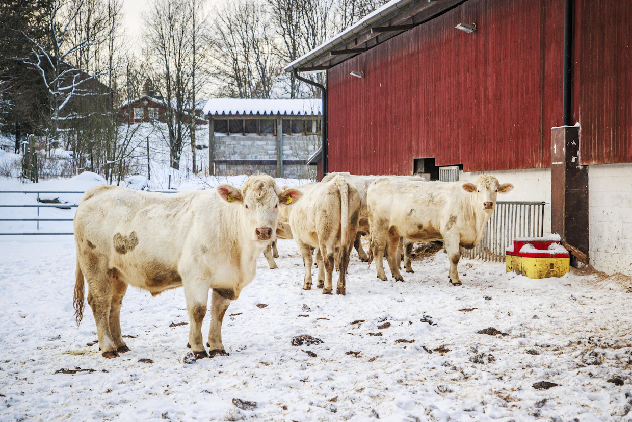 Naudanlihan osalta keskeinen kysymys on, miten toimitaan tilanteessa, jossa eräälle tilalle syntynyt vasikka myydään toiselle tilalle ennen teurastusta.