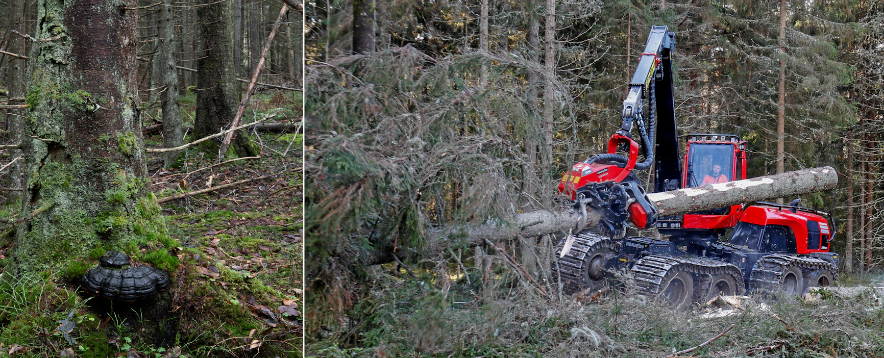 Julkisessa metsäkeskustelussa korostuvat usein haittavaikutukset ja jännitteet, kuten puuntuotannon, hiilinielujen ja monimuotoisuuden väliset ristiriidat, kirjoittaja toteaa.