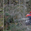 Julkisessa metsäkeskustelussa korostuvat usein haittavaikutukset ja jännitteet, kuten puuntuotannon, hiilinielujen ja monimuotoisuuden väliset ristiriidat, kirjoittaja toteaa.