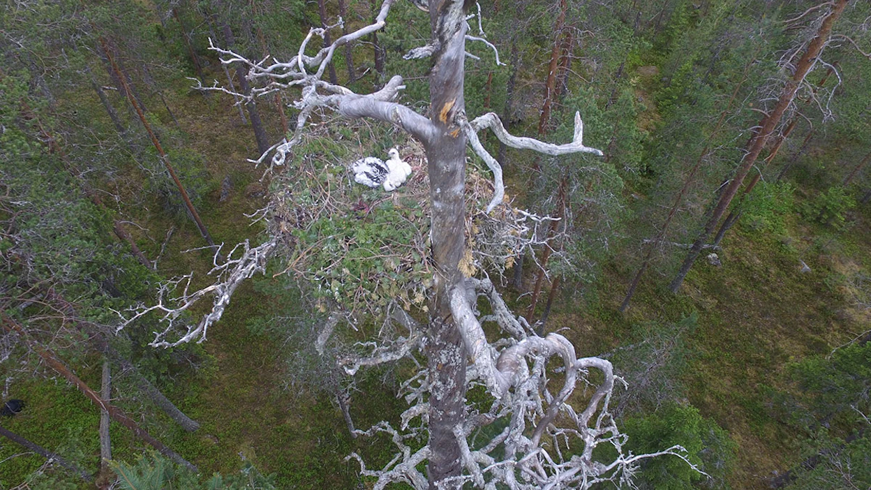 Maakotka tekee pesänsä yleensä puunrungon puolivälin yläpuolelle, joskus lähes latvaankin. Haukkojen pesästä sen erottavat vahvemmat oksat.
