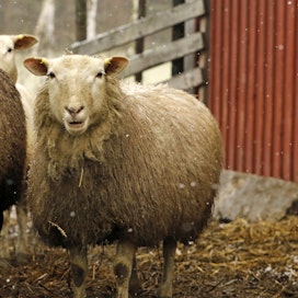 Mikkolan tila sijaitsee Salossa, jossa on Suomen tihein susikeskittymä. Tilalla on mietitty lampaista luopumista jatkuvasti pahenevan susitilanteen takia.