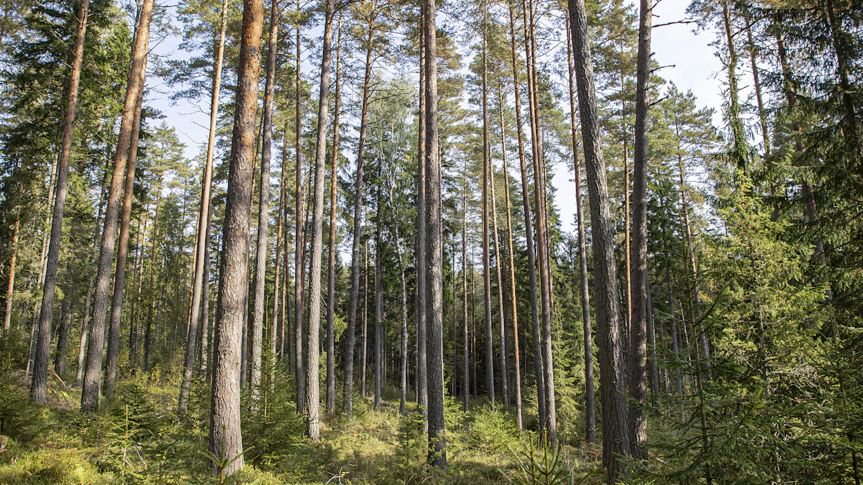 Vuonna 2014 metsälaista poistettiin ikä- ja järeysvaatimukset. Samalla jatkuva kasvatus sallittiin.
