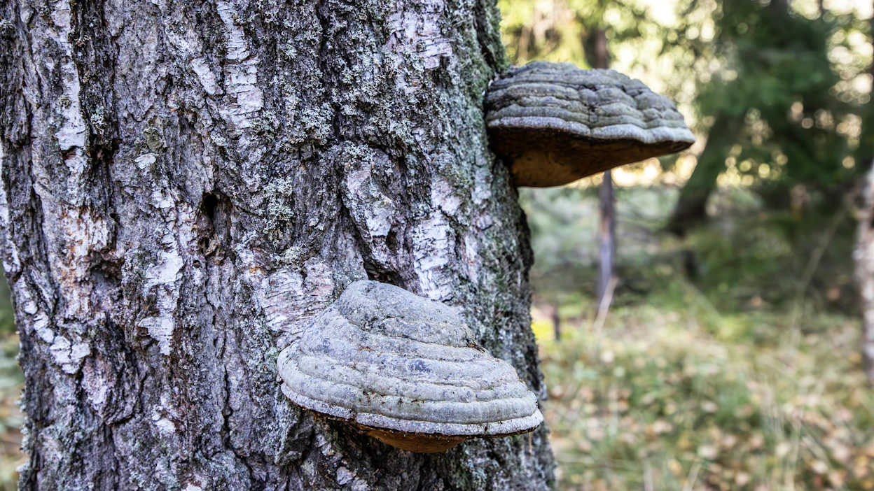 Metsäsertifikaattiin kuuluu luonnon monimuotoisuuden ja virkistysarvojen huomioon ottaminen.