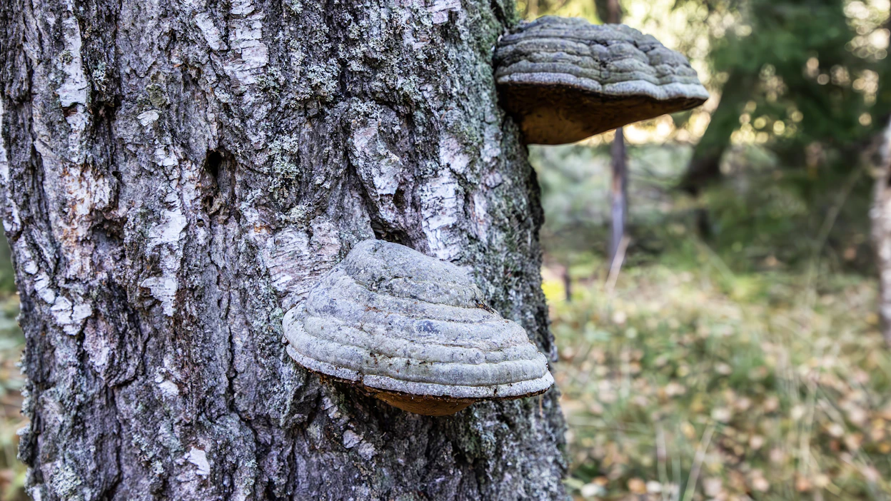Luonnon monimuotoisuus on yhä kiinteämpi osa yritysten toimintaa, ja toisaalta monimuotoistoimet edellyttävät merkittäviä taloudellisia panostuksia.