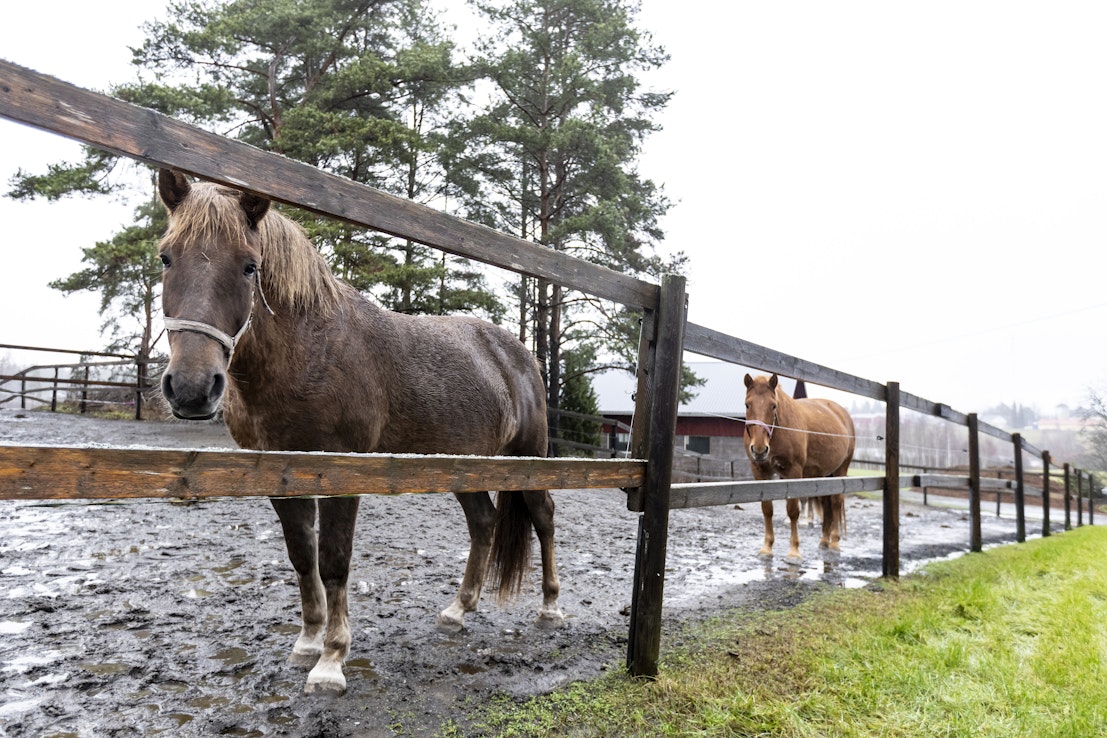 Kuvassa olevat hevoset eivät liity tapaukseen.