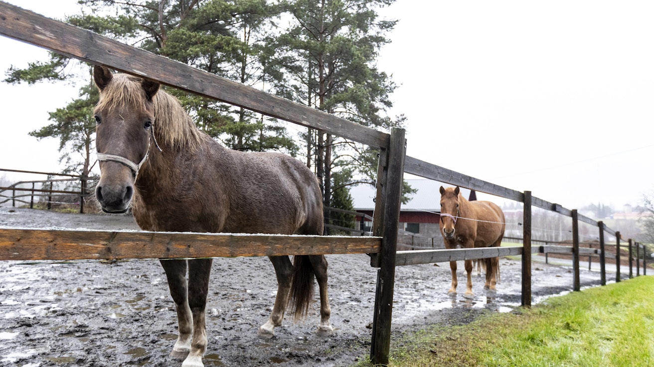 Kuvassa olevat hevoset eivät liity tapaukseen.