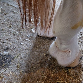 Taudinkuvaan kuuluvat jalkojen turpoaminen ja vuohiskuopan ihoon ilmestyvät rakkulamaiset muutokset, jotka alkavat myöhemmin erittää visvaa tai märkäeritettä. Tällä hevosella tulehtui ensin oikea takajalka, josta visva ja sitä kautta turvotus on kuvan ottohetkellä jo vähentynyt.