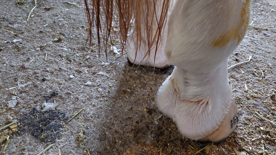 Taudinkuvaan kuuluvat jalkojen turpoaminen ja vuohiskuopan ihoon ilmestyvät rakkulamaiset muutokset, jotka alkavat myöhemmin erittää visvaa tai märkäeritettä. Tällä hevosella tulehtui ensin oikea takajalka, josta visva ja sitä kautta turvotus on kuvan ottohetkellä jo vähentynyt.