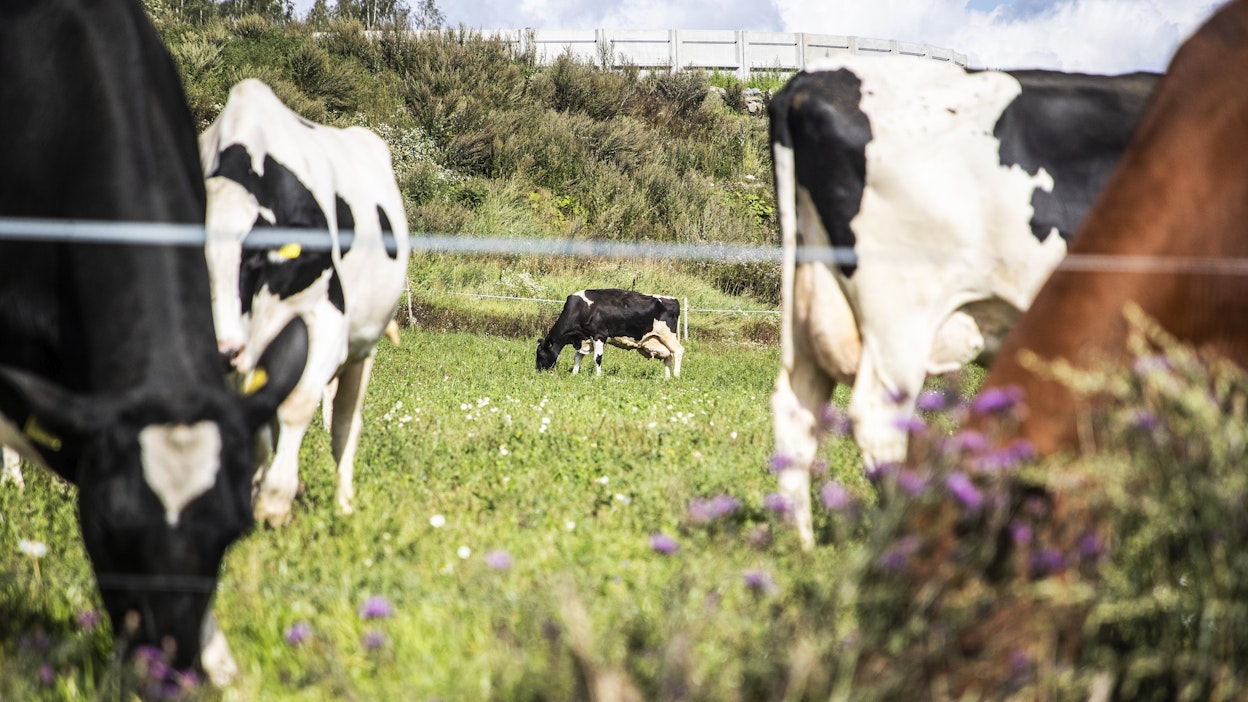Lypsykarjaa laitumella. Kuvituskuva.