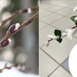 Paju, muovinen oksa Helsingissä Malmin Prismassa ja Tokmannin valmis vitsa.