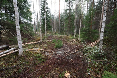 Tämän näköiset ajourat olivat arkipäivää 1980-luvulla, kun ajouraväli oli 30 metriä. Silloiset &quot;keskiraskaat&quot; koneet olivat ketjuvarusteilla vain 260 senttimetriä leveitä, ja ajouraksi riitti 4–4,5 metriä. Nyt näitä uria on usein levennettävä seuraavissa harvennuksissa – vai onko?