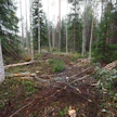Tämän näköiset ajourat olivat arkipäivää 1980-luvulla, kun ajouraväli oli 30 metriä. Silloiset "keskiraskaat" koneet olivat ketjuvarusteilla vain 260 senttimetriä leveitä, ja ajouraksi riitti 4–4,5 metriä. Nyt näitä uria on usein levennettävä seuraavissa harvennuksissa – vai onko?