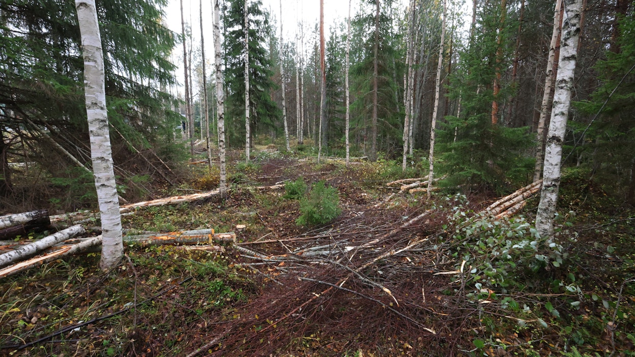 Tämän näköiset ajourat olivat arkipäivää 1980-luvulla, kun ajouraväli oli 30 metriä. Silloiset "keskiraskaat" koneet olivat ketjuvarusteilla vain 260 senttimetriä leveitä, ja ajouraksi riitti 4–4,5 metriä. Nyt näitä uria on usein levennettävä seuraavissa harvennuksissa – vai onko?