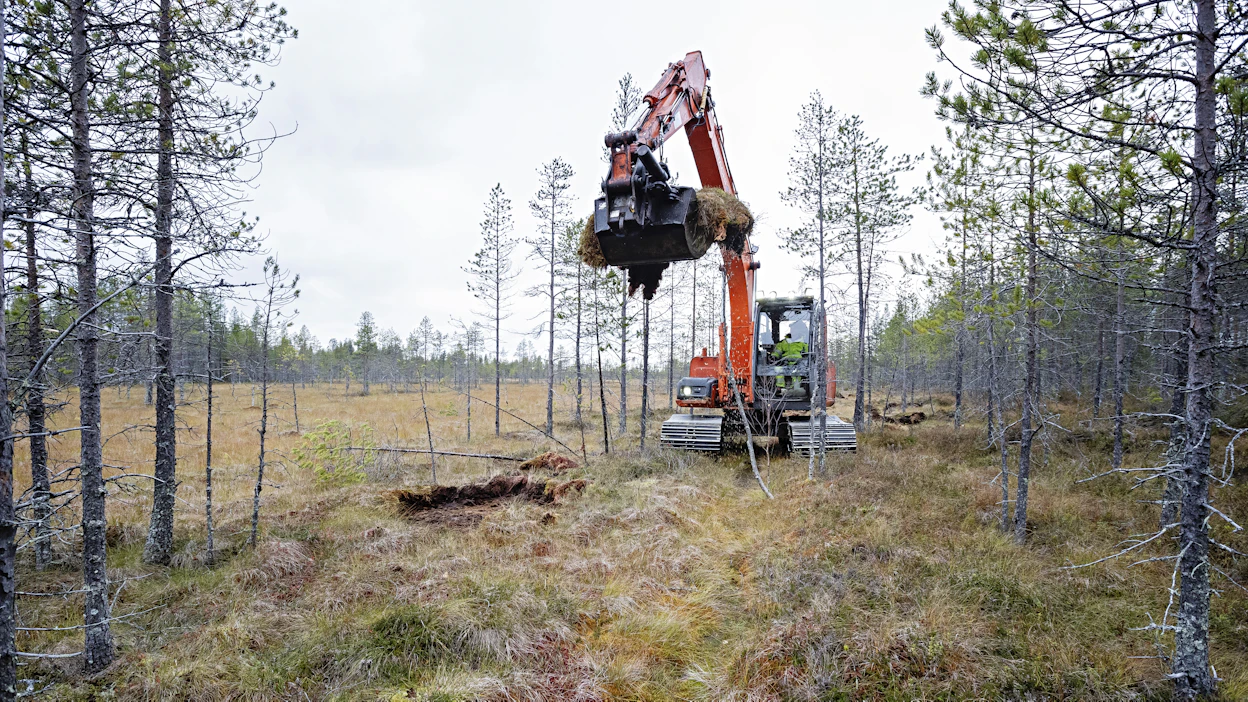 Suon ennallistaminen käynnissä. Kuvituskuva.