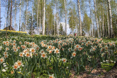 Pölkinvuori on ainutlaatuinen puutarhakohde Urjalassa. 