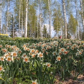 Pölkinvuori on ainutlaatuinen puutarhakohde Urjalassa. 
