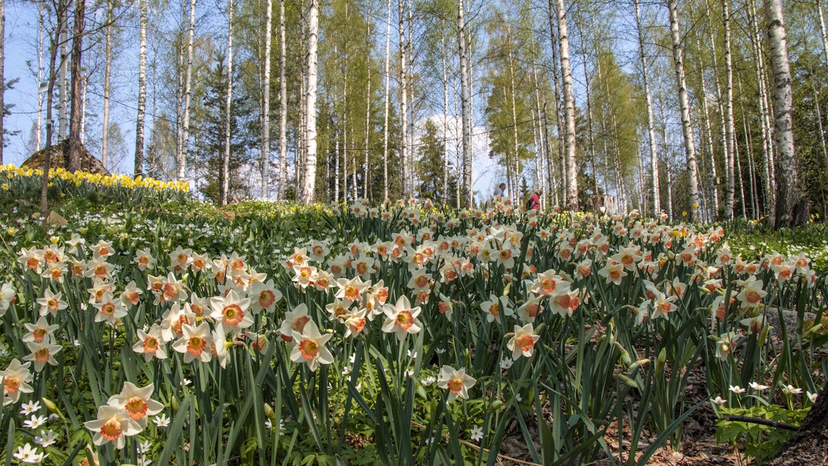 Pölkinvuori on ainutlaatuinen puutarhakohde Urjalassa.