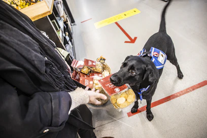 Avustajakoira Usko auttaa Saara Auvista esimerkiksi nostamalla tavaroita. Avustajakoira saa kulkea vapaana kaupassakin, siksi sen koulutus on erityisen vaativa.
