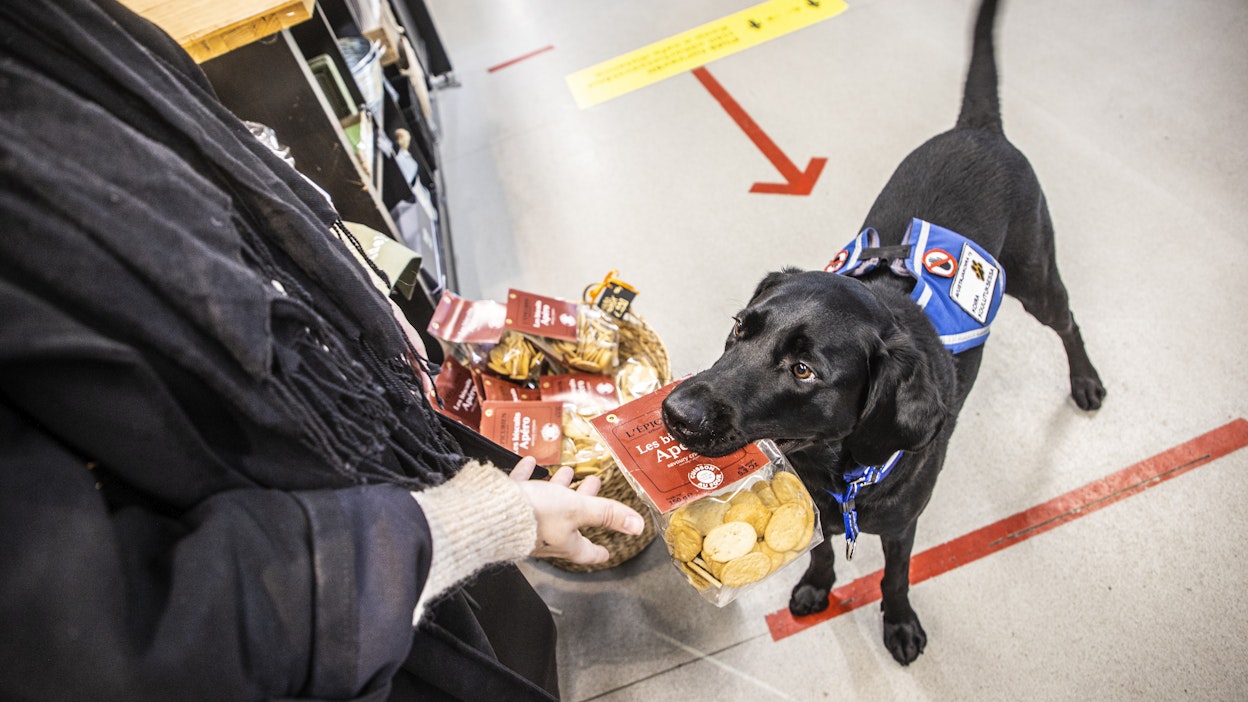 Avustajakoira Usko auttaa Saara Auvista esimerkiksi nostamalla tavaroita. Avustajakoira saa kulkea vapaana kaupassakin, siksi sen koulutus on erityisen vaativa.