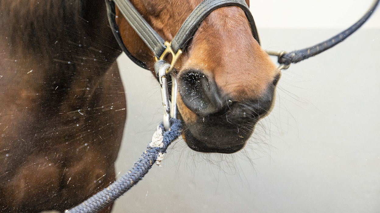 Norjalaistutkimuksella saatiin tietoa hevosen ylähengitystieongelman laadusta ja pystyttiin luomaan luokitus ongelmien vakavuusasteesta. Kuvituskuva.