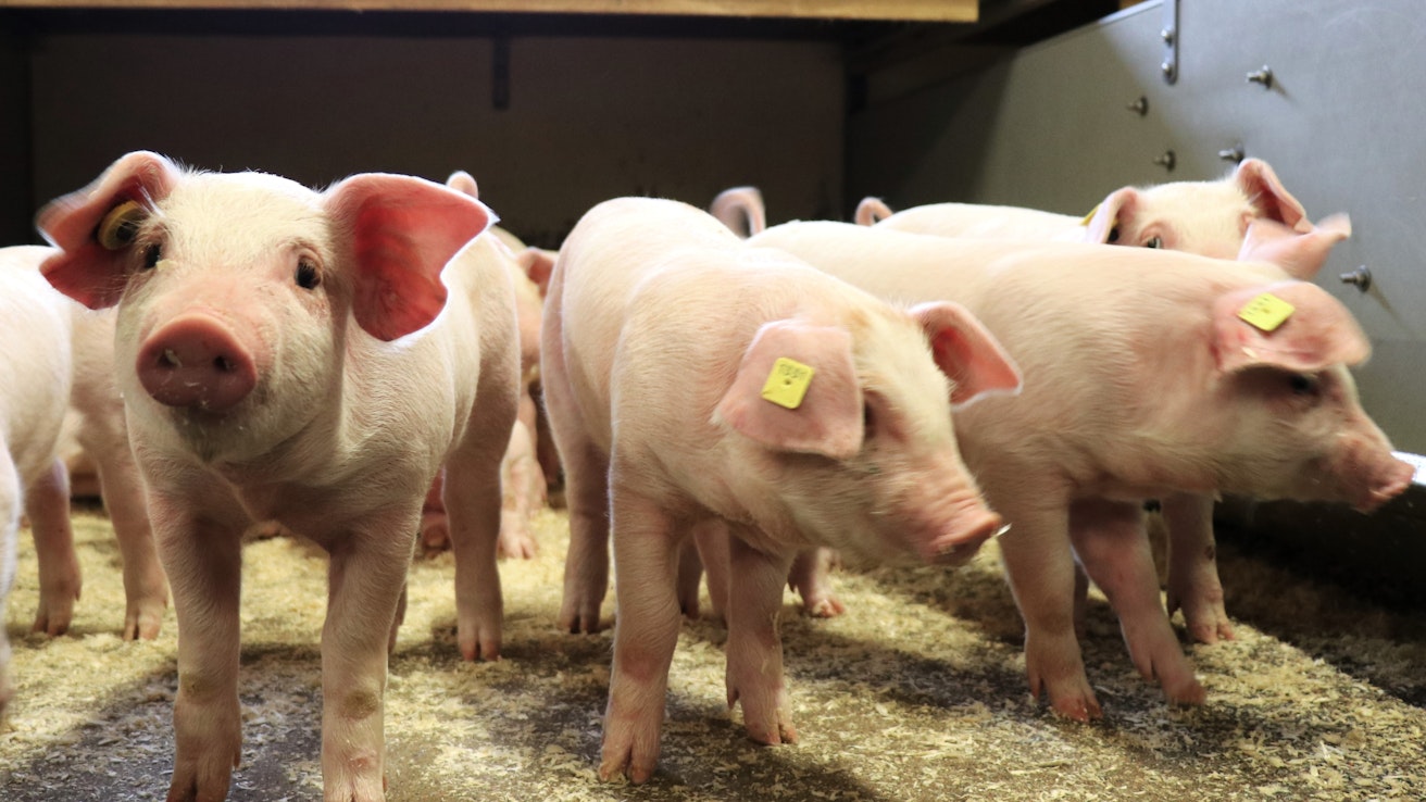 Neljässä viikossa EU:n keskimääräinen sianlihan tuottajahinta on noussut yli 10 prosenttia. Suomessa hinta on samaan aikaan laskenut vajaan prosentin.