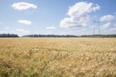 Ohrasato on pienentynyt tasaisesti 2000-luvun alun yli 2 miljardin kilogramman huippuvuosista.