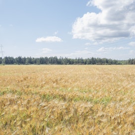 Ruotsissa pellon keskihinta nousi edelleen viime vuonna, mutta ei kaikilla alueilla. Kuvituskuva.
