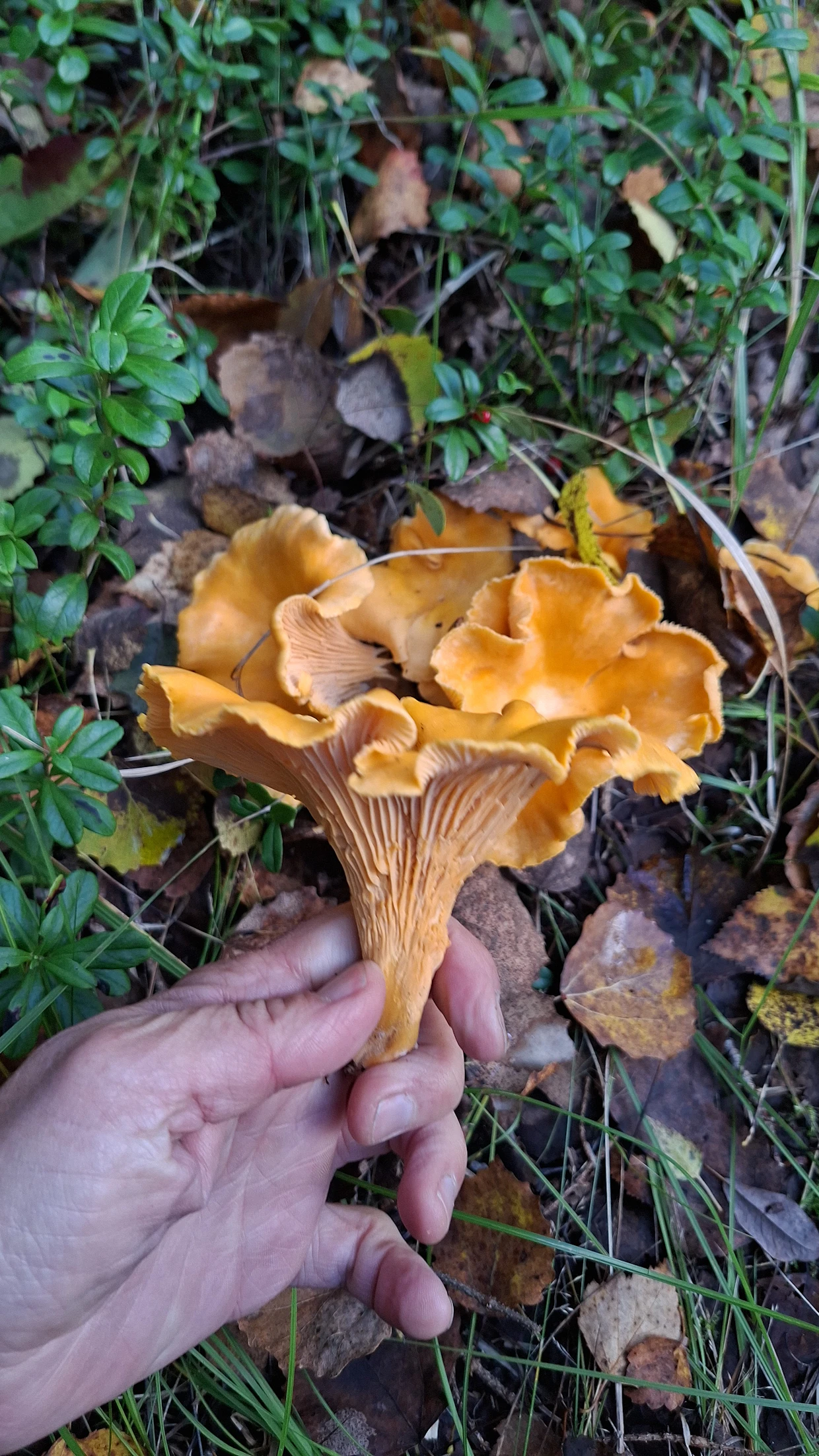Kantarellit ovat suurelta osin säästyneet toukkatuhoilta. Syy piilee tutkijan mukaan sienen rakenteessa. Kuvassa MT:n toimittajan sienilöytö.
