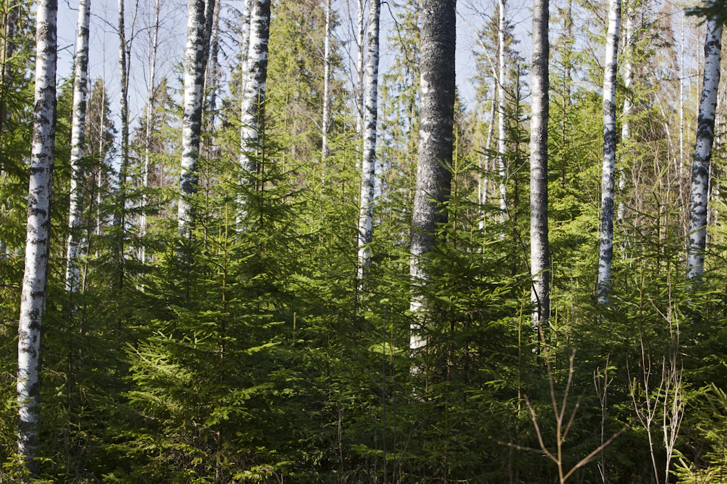 Onko Suomella talouden nykytilanteessa varaa, että arvokasta puuta palaa polttokattiloissa ja samalla metsien hoitamattomuus vie pohjaa metsien tulevaisuuden kasvulta, kysyy Metsäteollisuus ry:n metsäjohtaja Karoliina Niemi kolumnissaan.