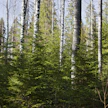 Jatkuvan kasvatuksen koeala Vilppulan Honkamäessä. Kuvituskuva.