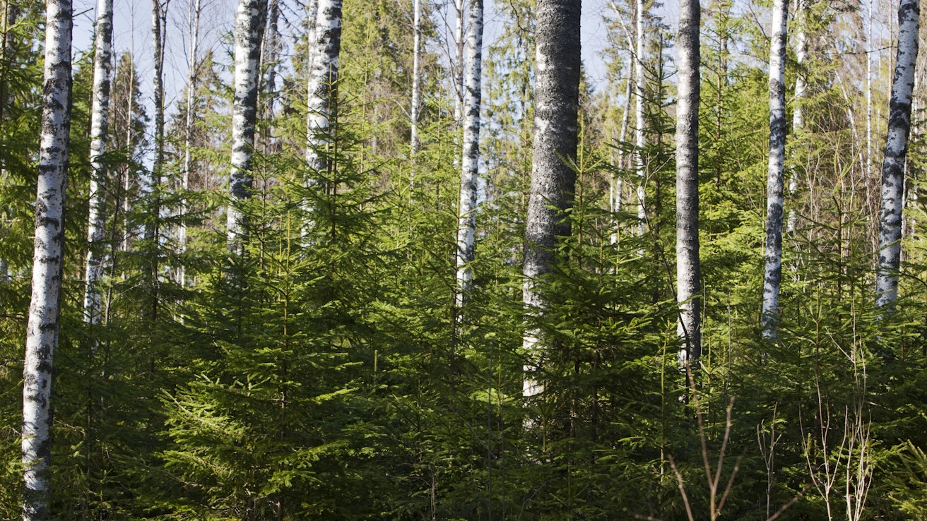 Onko Suomella talouden nykytilanteessa varaa, että arvokasta puuta palaa polttokattiloissa ja samalla metsien hoitamattomuus vie pohjaa metsien tulevaisuuden kasvulta, kysyy Metsäteollisuus ry:n metsäjohtaja Karoliina Niemi kolumnissaan.