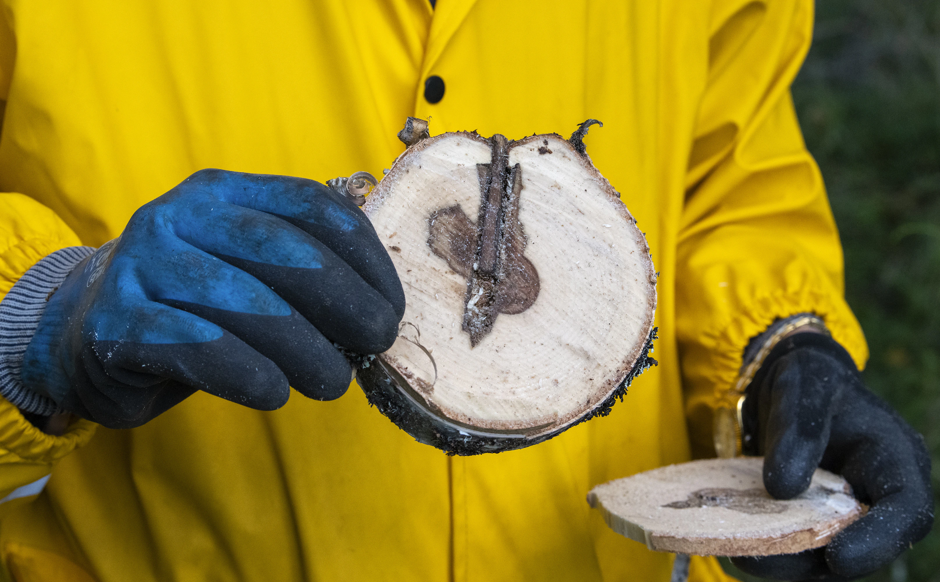 Seitsemän vuotta sitten runkoon isketty ymppitappi erottuu koivukiekossa selvästi.