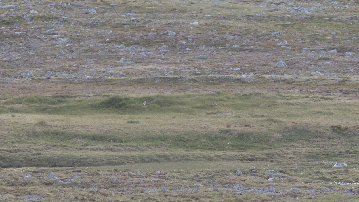 Kolmen naalin poikasen pesue pesän edustalla Enontekiön tunturialueella. LEHTIKUVA / Handout / Metsähallitus / WWF.