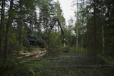 Hakkuumäärät ovat pysyneet viime vuoden lukemissa, kun taas puun ostot ovat syöksyneet jyrkästi syksyllä.