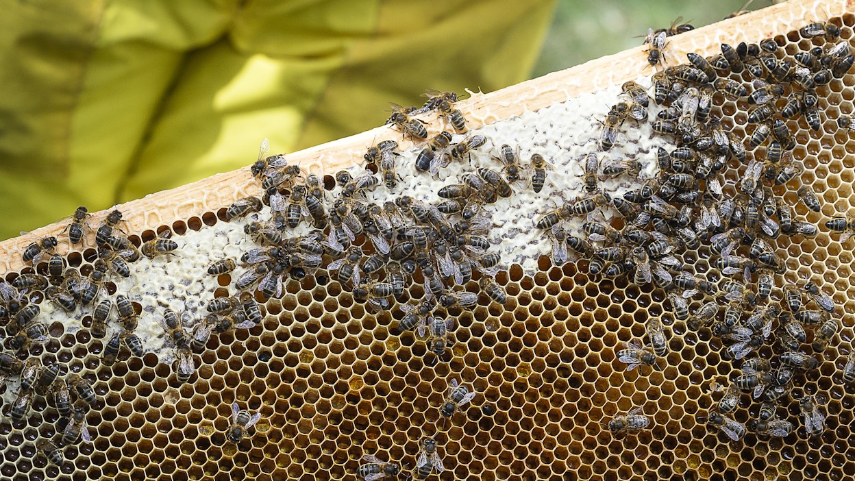 Tummia mehiläisiä tarhataan muun muassa Naantalin Kultarannassa.
