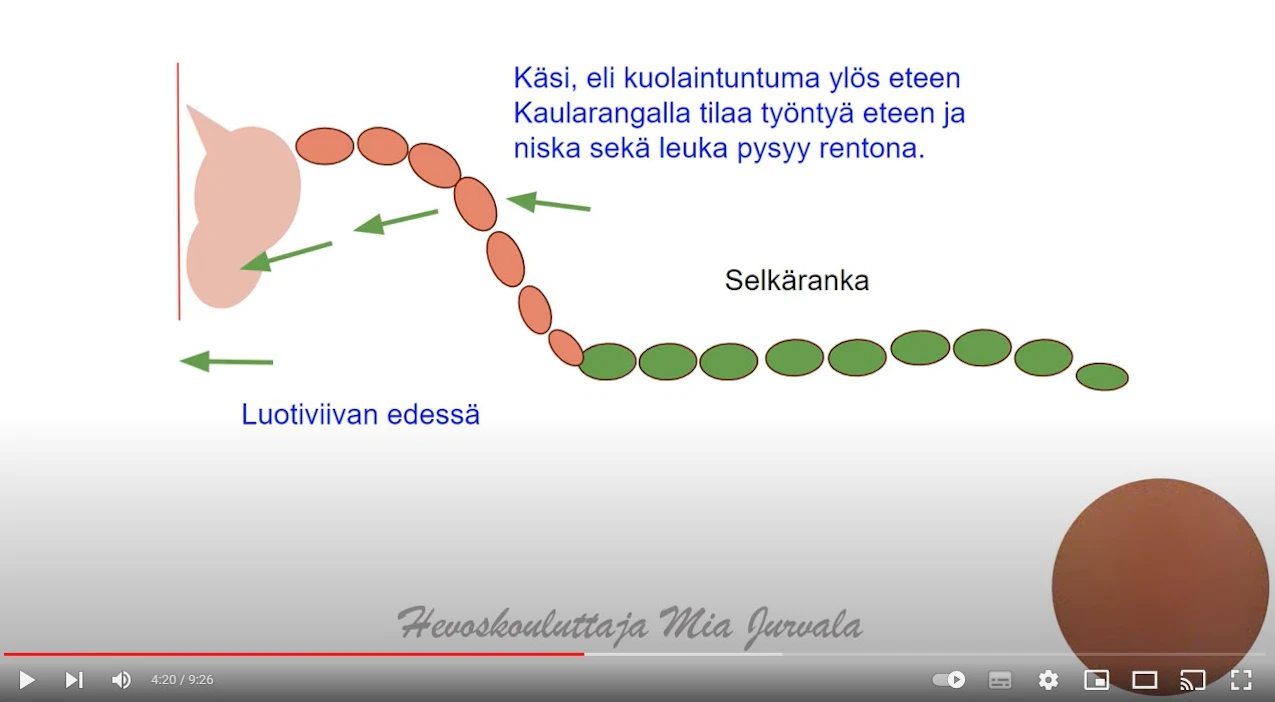 Hevoskouluttaja Mia Jurvala julkaisi havainnollisen videon, jolla hän selittää, mitä on aito hevosen kokoaminen ratsastaessa.