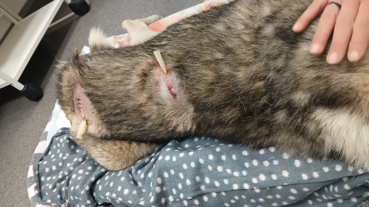 Kodan syksyn kolmas hirvijahtipäivä päättyi eläinlääkärireissuun.