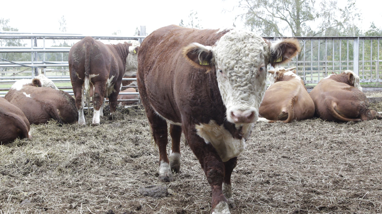 Etelä-Karjalassa päättäväinen sonni esti jäteastian tyhjennyksen. Kuvan hereford-sonni ei tiettävästi ole häirinnyt jätekuljetuksia.