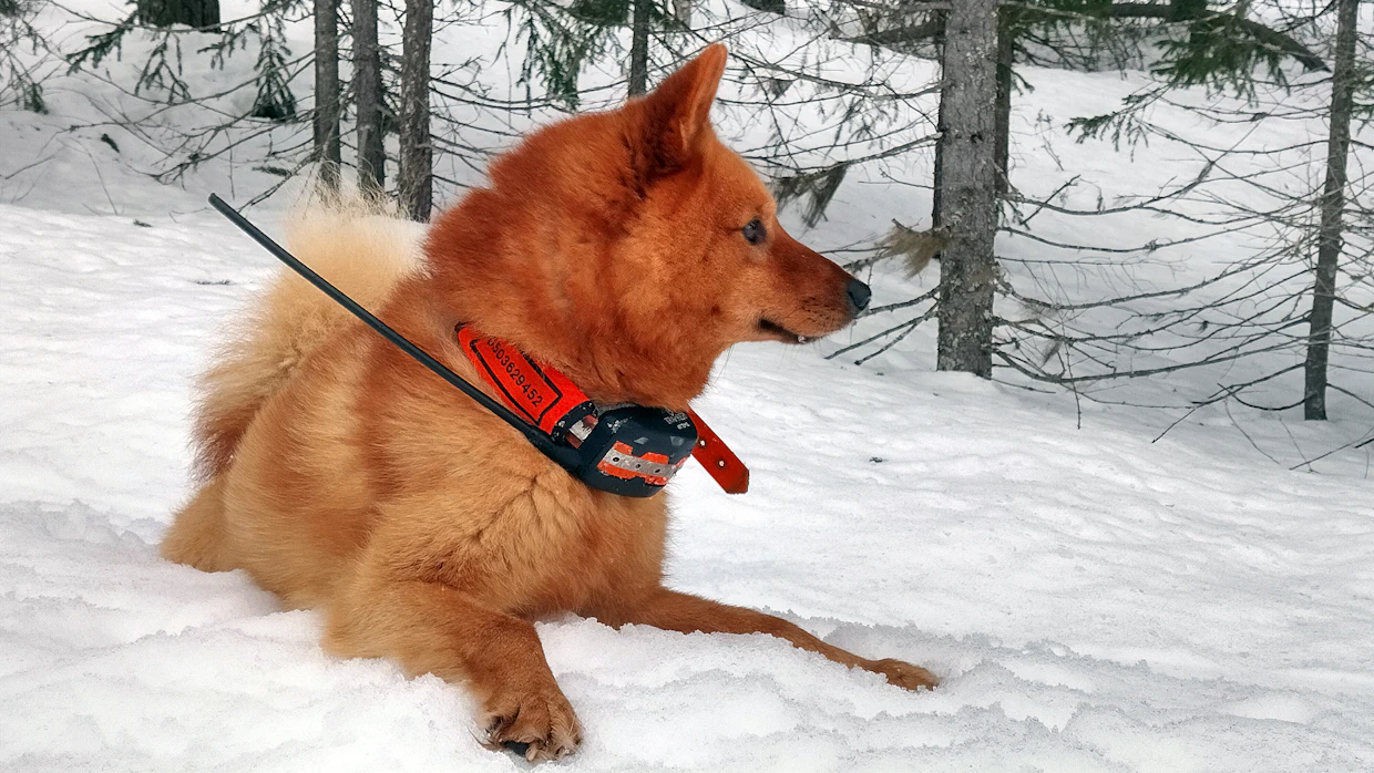 Suomenpystykorva on alun perin kaiken riistan koira. Se haukkuu metsäkanalintujen lisäksi muun muassa näätää ja suurriistaa.
