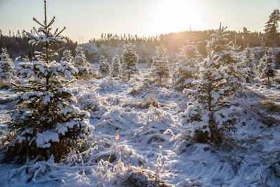 Joulukuusiviljelmiä on nykyään kattavasti ympäri Suomea.