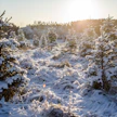 Joulukuusiviljelmiä on nykyään kattavasti ympäri Suomea.