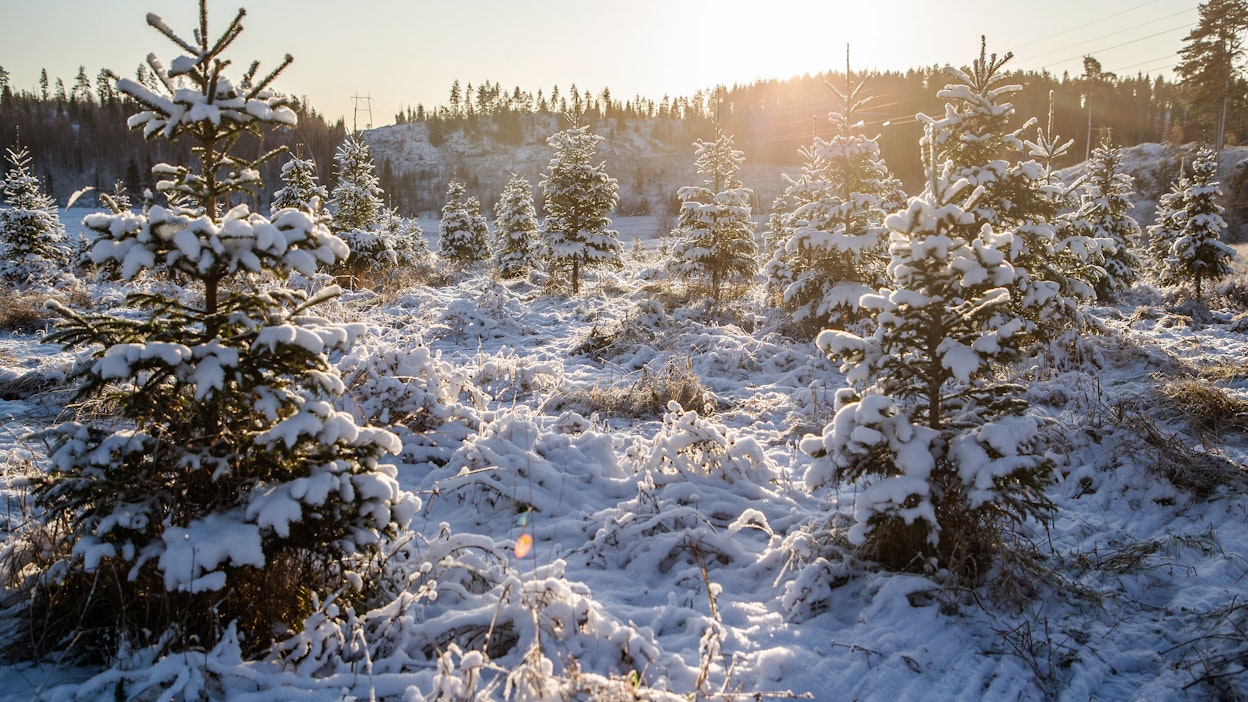 Joulukuusiviljelmiä on nykyään kattavasti ympäri Suomea.