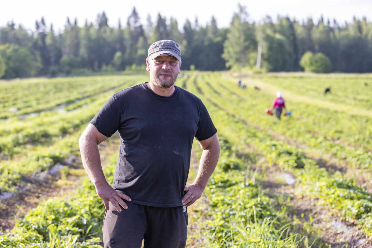 Mansikkatilan omistaja Pasi Tossavainen ei näe muuta vaihtoehtoa kuin rastaiden metsästys. Ilman metsästystä vahingot nousisivat suuriksi.