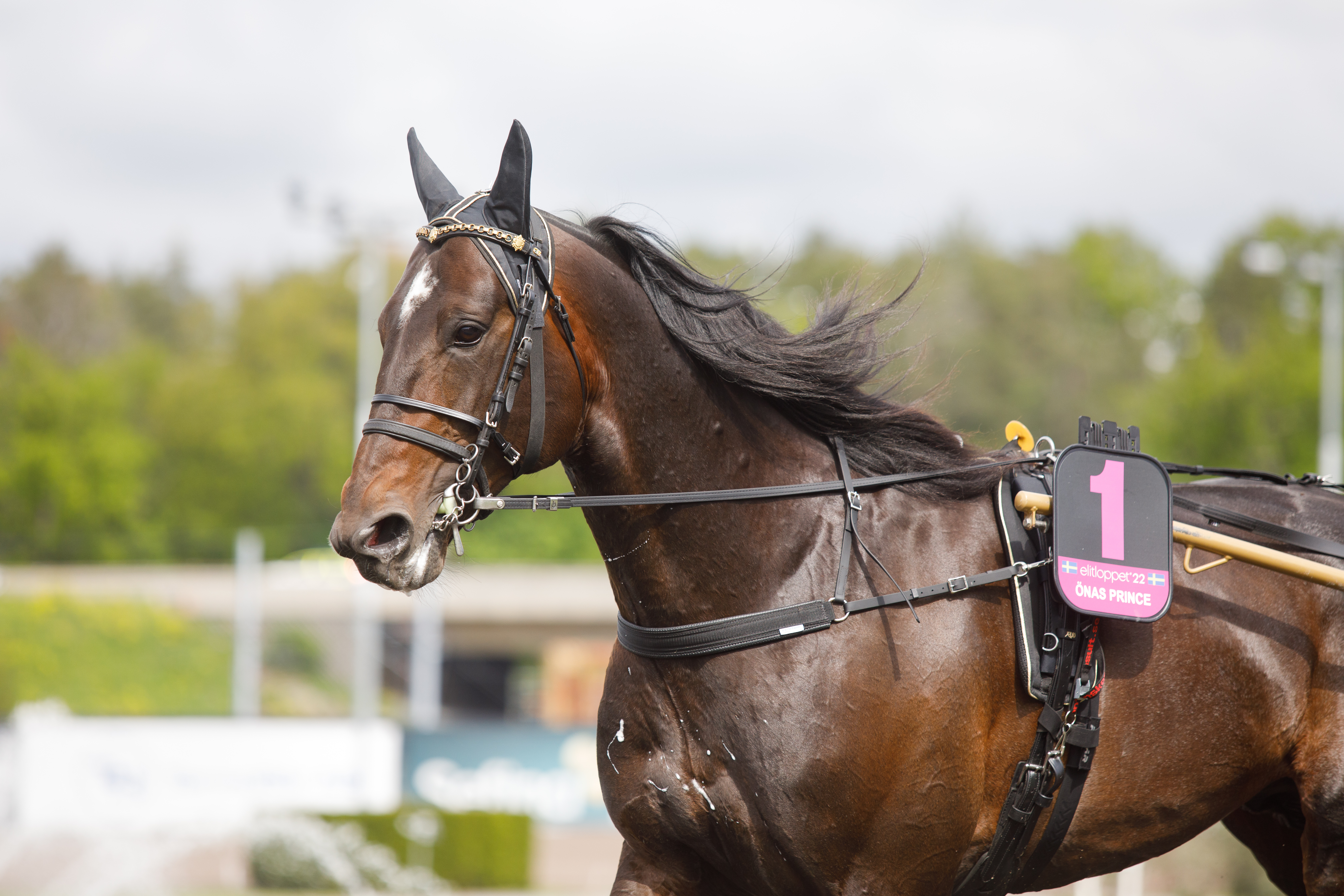 Per Nordström on jo asettanut ensi kauden päätavoitteeksi Önas Princen kanssa Elitloppet-revanssin. 