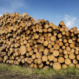 Puukauppoja on tehty alkuvuonna yksityismetsissä 28 prosenttia vähemmän kuin viime vuonna tähän aikaan.